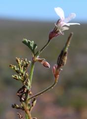 Pelargonium senecioides