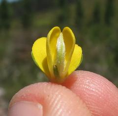 Aspalathus securifolia