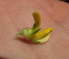 Aspalathus securifolia