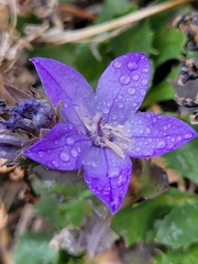 Campanula piperi