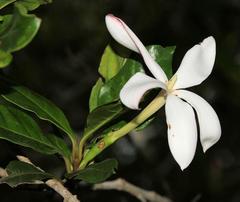 Hyperacanthus amoenus