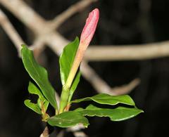 Hyperacanthus amoenus