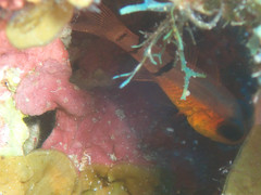 Apogon townsendi