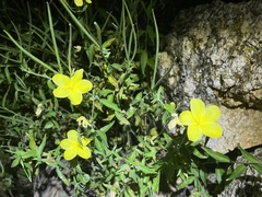 Haplophyton crooksii