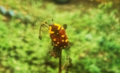 Clinteria klugi rufipennis