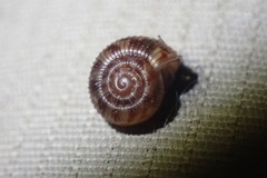 Allodiscus dimorphus