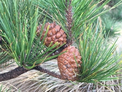 Pinus muricata