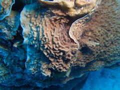 Helioseris cucullata