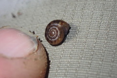 Allodiscus dimorphus