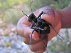 Moluris gibba