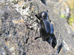 Moluris gibba
