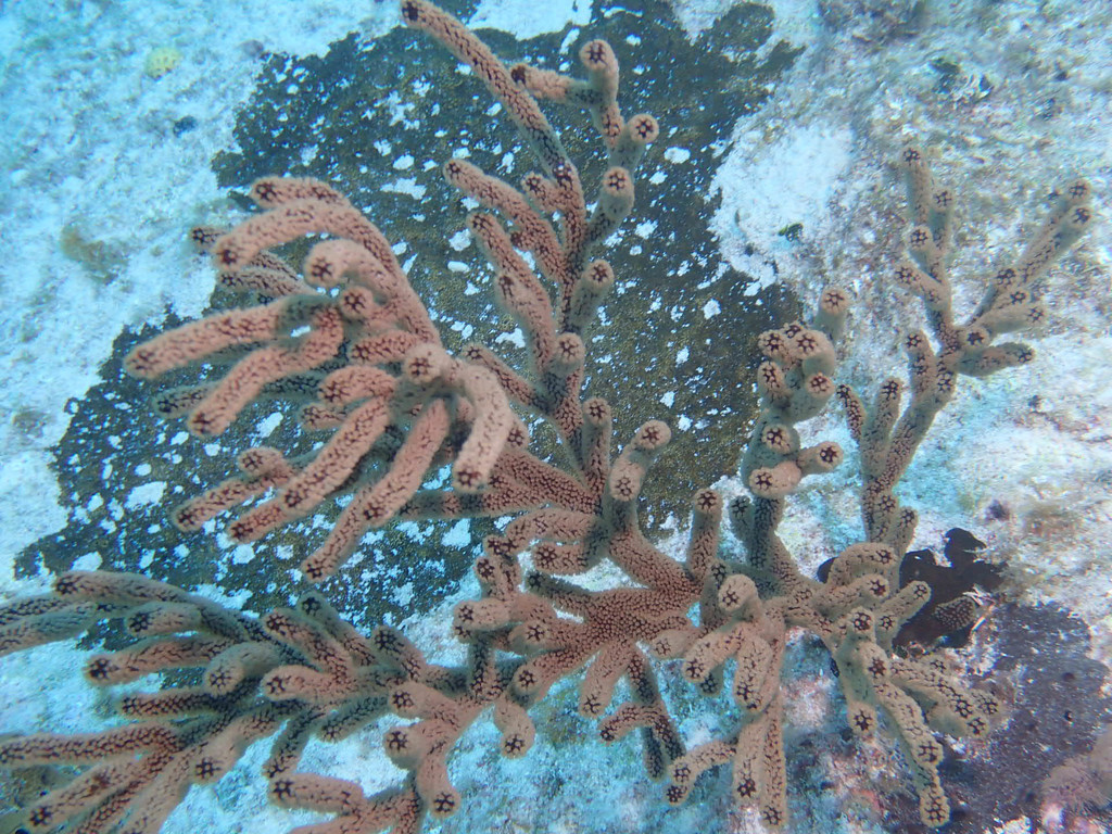 Black Sea Rod