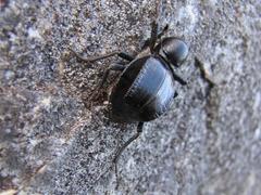 Moluris gibba