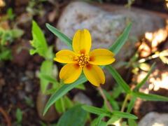 Zinnia bicolor