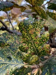 Phylloxera glabra