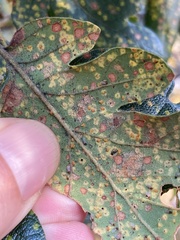 Phylloxera glabra