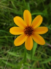 Zinnia haageana
