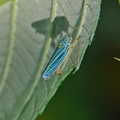 Graphocephala atropunctata