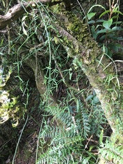 Orthosia