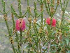 Melaleuca transversa