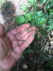 Orthosia