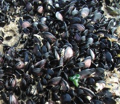 Brachidontes rostratus