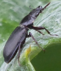 Platycerus depressus