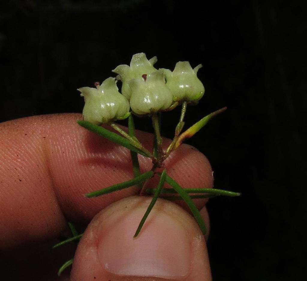 Erica ixanthera