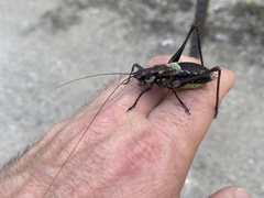 Orthoptera