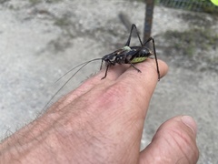 Orthoptera