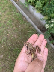 Rana dybowskii