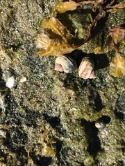 Littorina sitkana