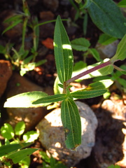 Zinnia bicolor