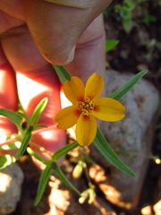Zinnia bicolor