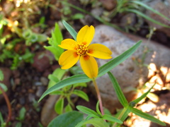 Zinnia bicolor