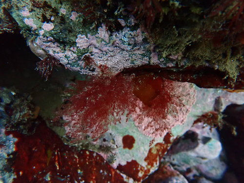 Heterosiphonia berkeleyi