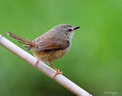 Prinia subflava affinis