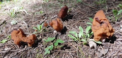 Gyromitra