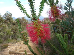 Melaleuca transversa