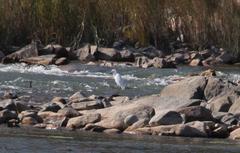 Ardea alba melanorhynchos