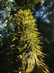 Loxogramme dictyopteris