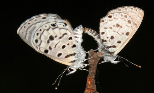 Black-bordered Babul Blue