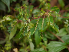 Phyllanthus fraternus