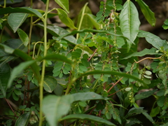 Phyllanthus fraternus