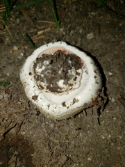 Agaricus campestris