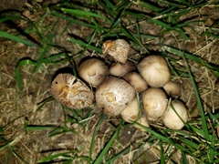 Coprinellus micaceus