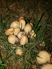 Coprinellus micaceus