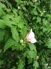 Hibiscus syriacus