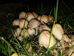 Coprinellus micaceus