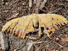 Antheraea yamamai